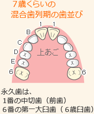 ７歳くらいの混合歯列期の歯並び