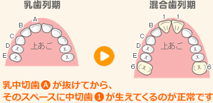 乳歯から永久歯への交換